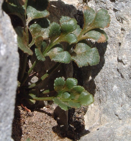 Asplenium ruta-muraria